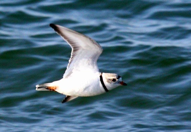 A Piping Plover fly-by on a sun-splashed #Spring morning at Pleasant Road Beach, West Harwich, #CapeCod.