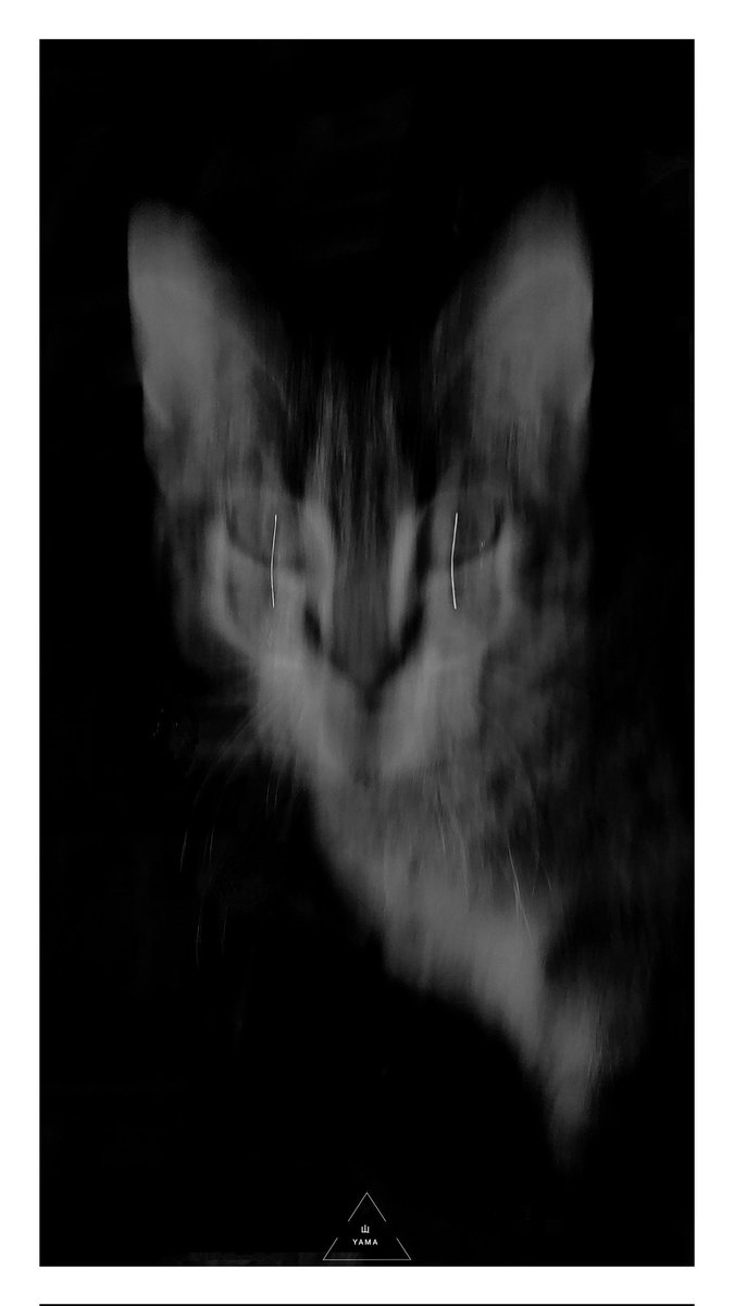 •Nightmare Cat #Yama山 #山 #Nightmare #Cats #Cat #PizzikiFamily #Portrait #BW #Bambina #Poster #MurgianCats #Photography
