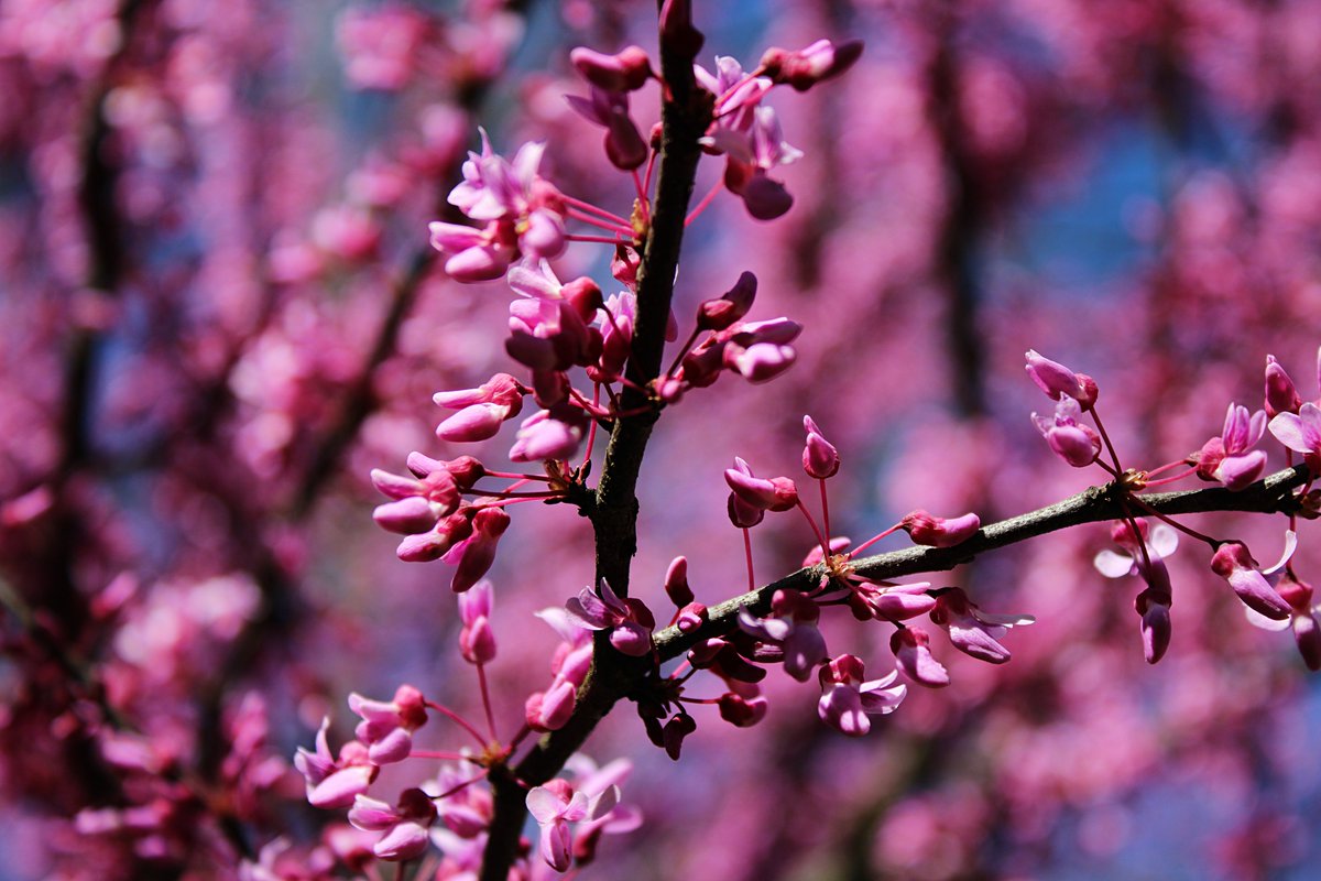Klippy27's tweet photo. Spring color. Taken May, 2022.
#Spring #tree #buddingflowers #secormetropark #photography #naturephotography #outdoorphotography #ShootinThe419 #KlipPics #picoftheday https://t.co/KPBGH68rgZ