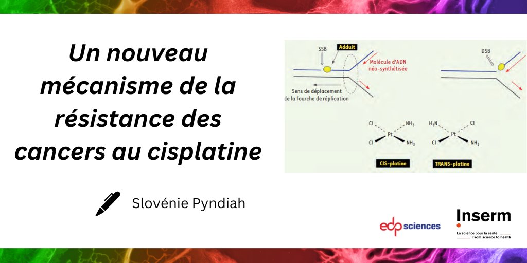 Découvrez un nouveau mécanisme de la résistance des cancers au #cisplatine, un médicament utilisé en chimiothérapie. À lire. bit.ly/4asCNi3 #openaccess <a href="/Inserm/">Inserm</a> <a href="/UPECactus/">UPEC</a>
