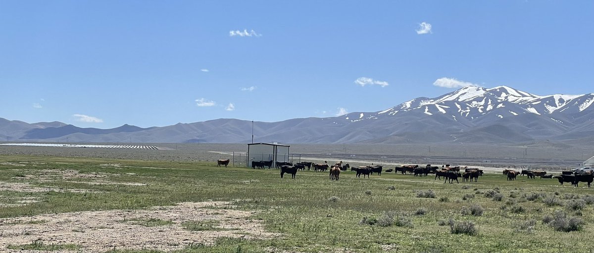 Overgrazing, loss of topsoil, roads, solar farms, fossil fuels, construction, buildings/transfer stations, electrical rights-of-way, loss of biodiversity, invasive species………all in one northern Nevada photo on BLM “managed” land.