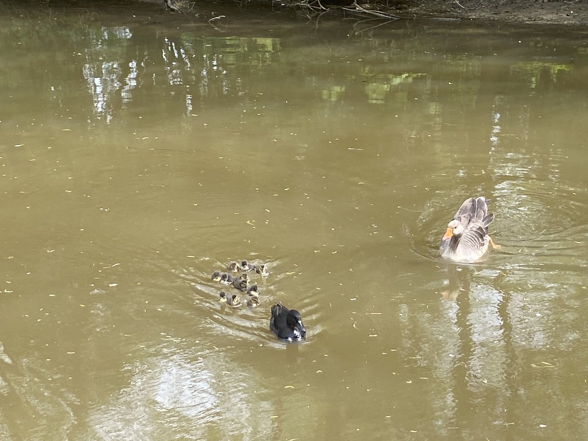 Interesting white-breasted black duck on the #RiverFoss just now with no fewer than eleven ducklings! Still, needs just: there are plenty of pike around 😩@riverfossYork @LDV_NNR