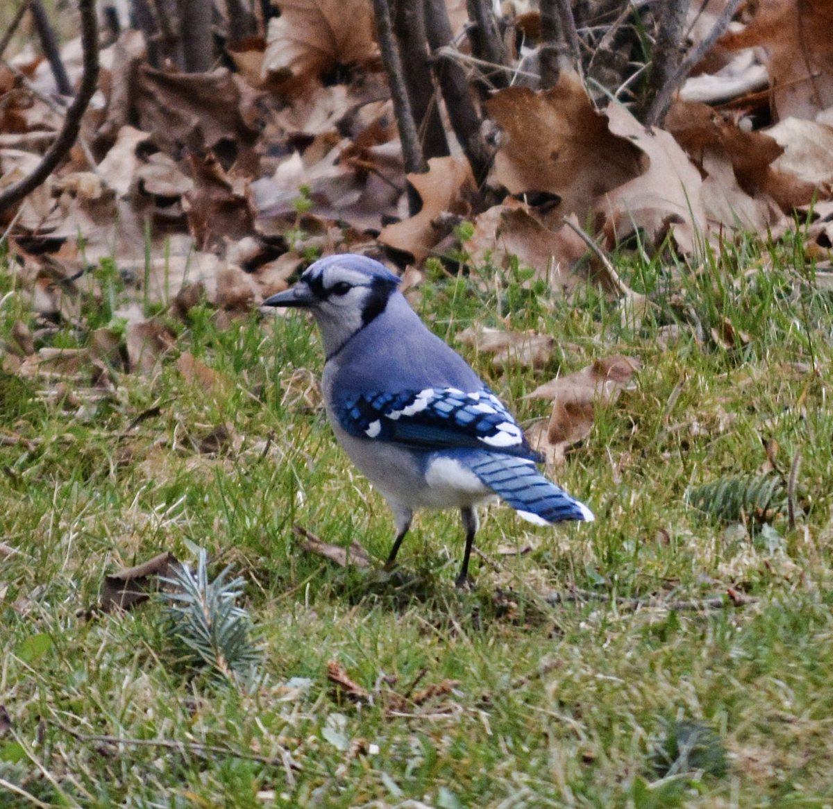 A beautiful blue jay in the grass. 💙 #pei #nature #birds #ThePhotoHour