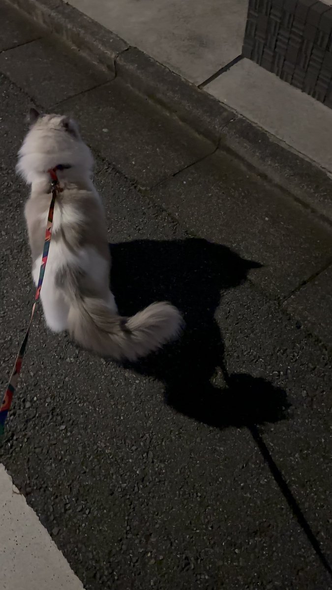 ragdoll_tomioka's tweet photo. 見よ、勇ましき後ろ姿を！
#散歩 #猫散歩 #RGD48(全裸) https://t.co/JONuNMazwI