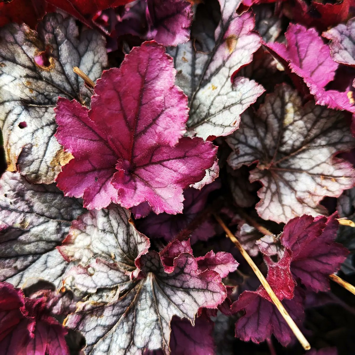 Spring garden colour 

#springtime #urbangarden #sunnystirchley 

More photos on Threads... threads.net/@garyroskell/p…