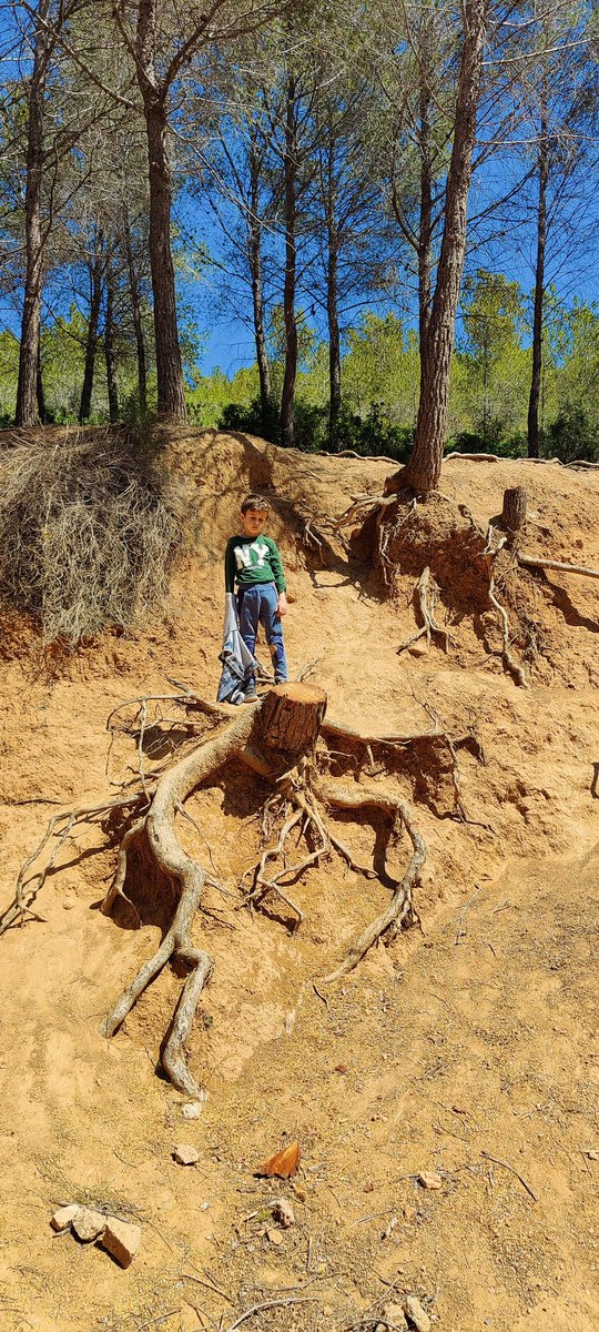 Stelio Verzera tweet media