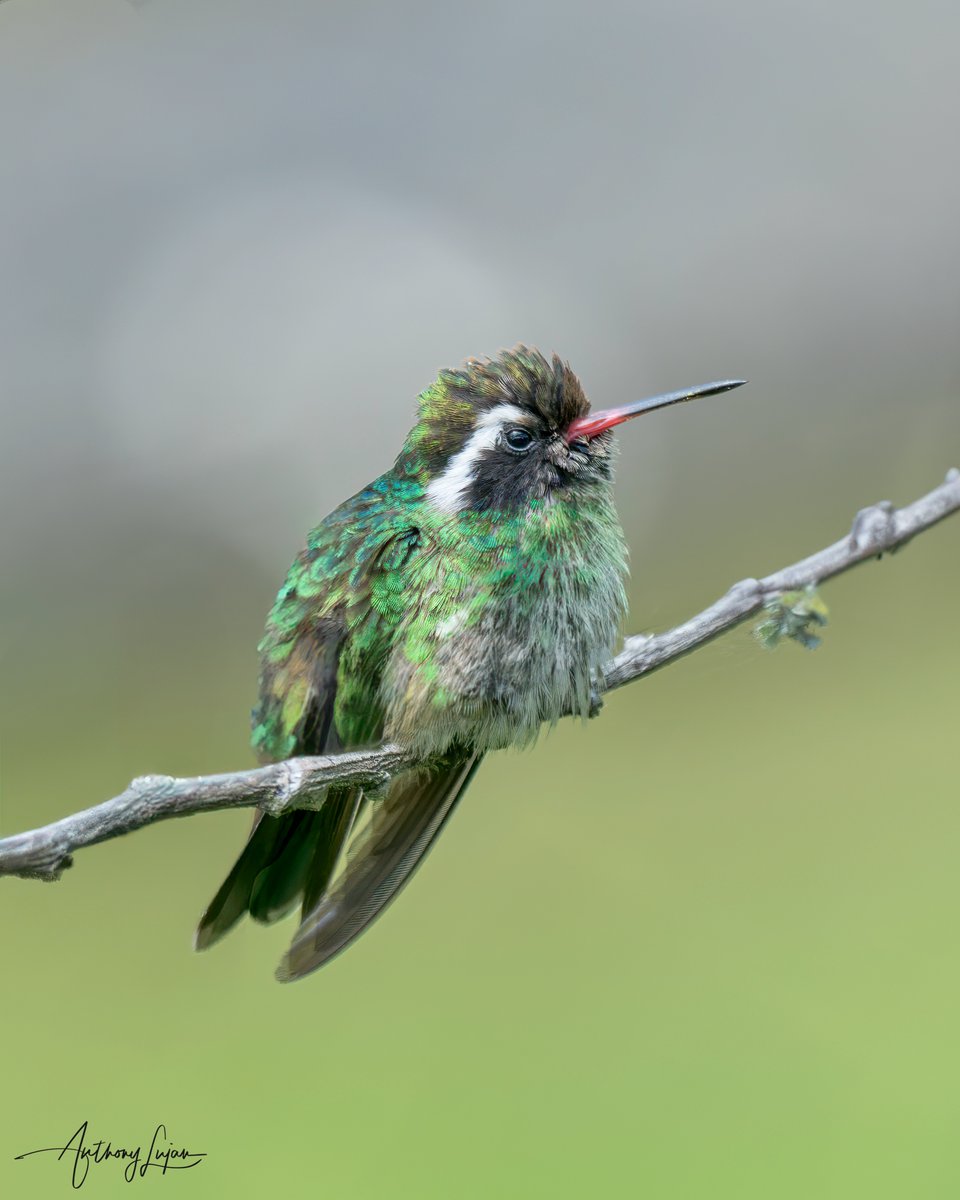 White-eared Hummingbird Basilinna leucotis IUCN status - Least Concern Puerto El Gigallo, Atoyac, Guerrero, Mexico Sony A1 - Sony 600mm #ALhummingbirdperched #WhiteearedHummingbird #hummingbird #colibrí #beijaflor #Trochilidae #hummingbirds #nuts_about_birds #earthcapture #na...