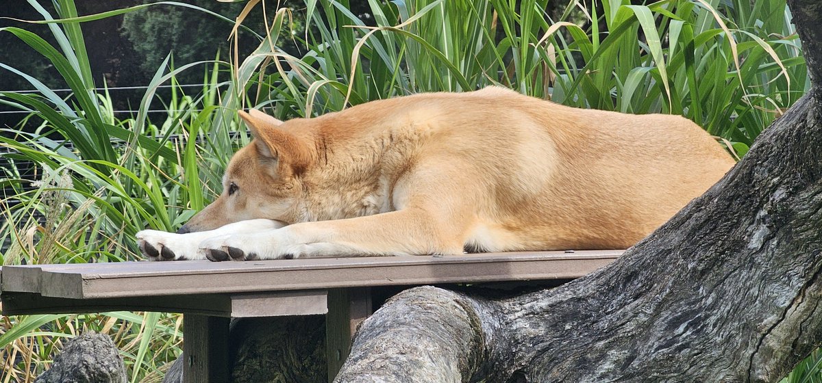 JackDaDingo's tweet photo. Took my bf to the zoo to see me in the "wild." Mostly chilling and sleepy, much like me.☺️ https://t.co/mrviOb4j2v