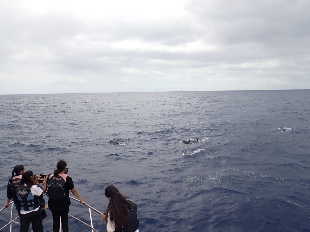 @ukgovbluebelt What the rough-toothed dolphins are good at is stealing bait from fisher’s hooks! They are crafty animals and will hang around a boat that’s fishing so they can get a free and easy meal.

#sthelenampa #smallislandBIGFUTURE #dolphins