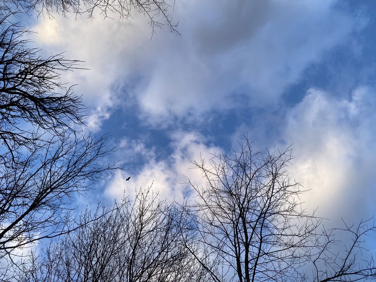 20240413 7:21pm 43°F Cloud Study With Black Vulture, Simple Pleasures, Jacksonville, NY. Z.
#blackvulture 
#cloudstudy 
#simplepleasures 
#mindful 
#cumulusclouds 
#cloudappreciationsociety 
#coincidentaltourist 
#JoeZBigAdventure 
#pondaroski
#JoeZiolkowski