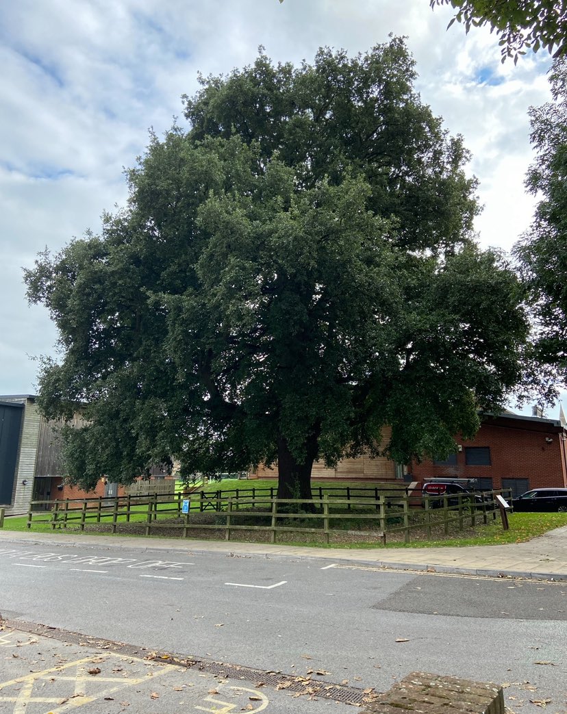 RobinWallis1's tweet photo. @AlanEDown @PanGlobalPlants Superb tree! And yes, very resilient though perhaps would not appreciate such wet winters. Maybe a start of a new thread here Alan. #interestingcarparktrees see attached stunning Turner’s Oak at Henhayes car park in Crewkerne https://t.co/zqLUpNOqJa