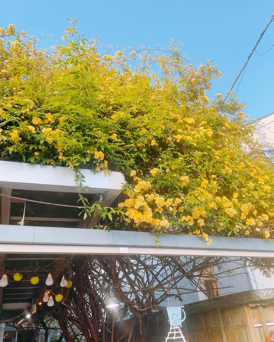 micarina_sweets's tweet photo. 今日の「にじいろ市」@nijiilo1沢山の皆様に足を運んでいただき、本当にありがとうございました！

「にじいろ市再開おめでとう！」と何人かの方にお祝いの言葉をかけていただき、お久しぶりに会える方との交流を楽しんだり、新たな出会いをいただけたり…とても楽しい時間を過ごすことができました☺️ https://t.co/L78sdjO13z