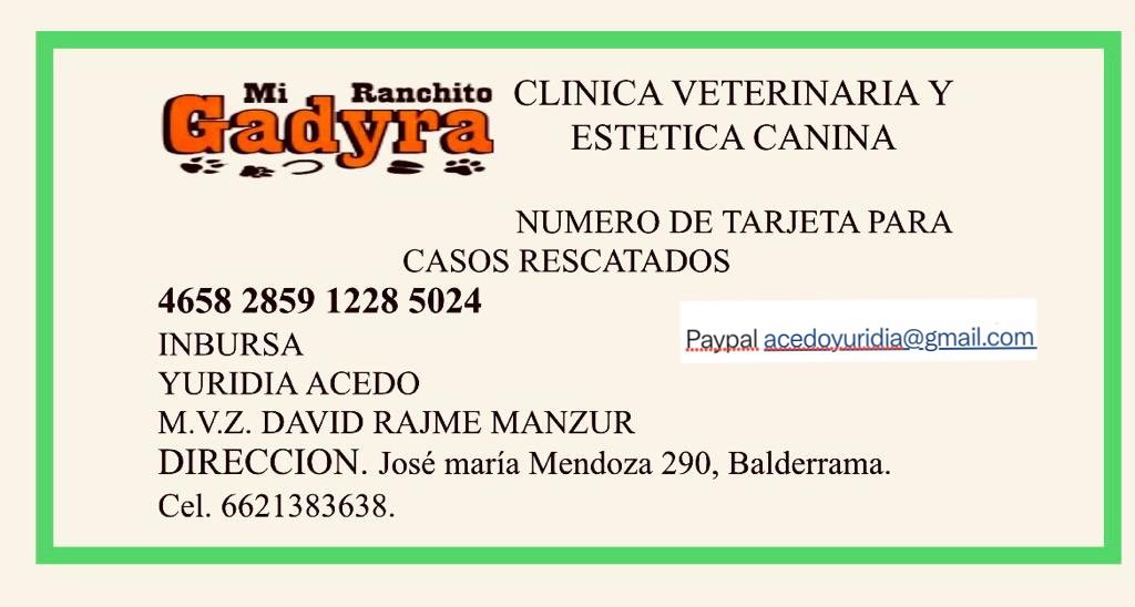 La historia de Lolita.. ella fue rescatada por una chica .. nos habían enviado el caso pero ella decidió tomarlo asi que nosotros nos quedamos tranquilos pues una Fundacion la estaba “apoyando” para nuestra sorpresa ayer vemos que querian dormirla.. siendo que hace unos dias la…