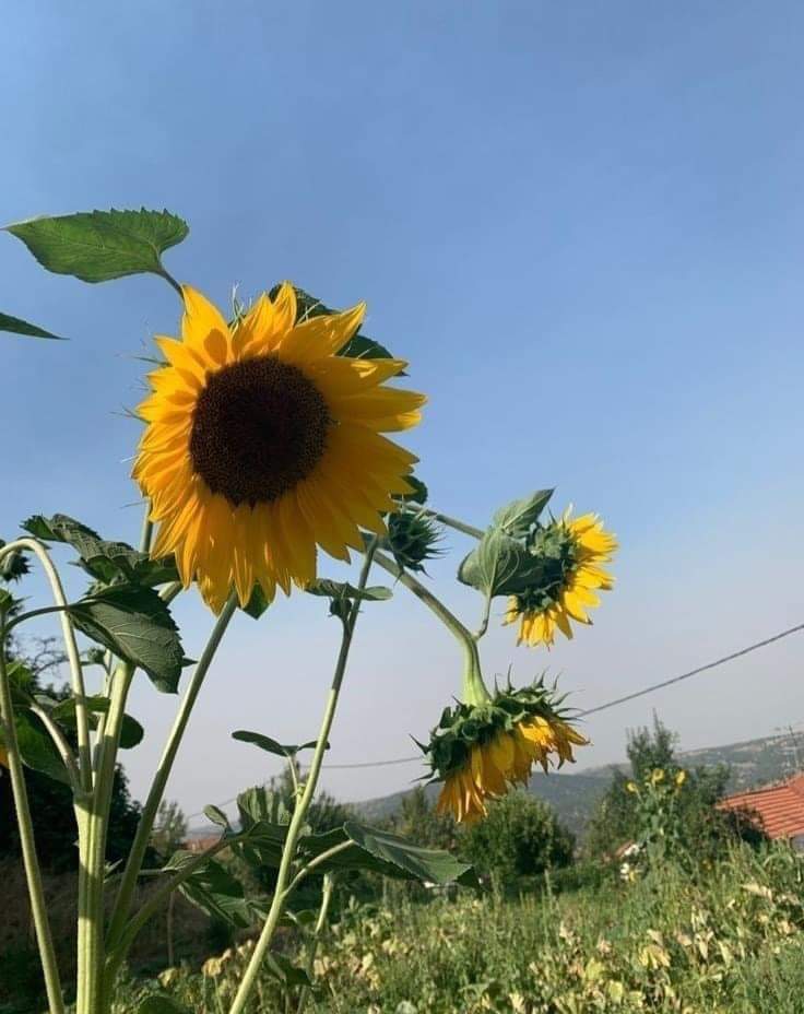 sunflow23002724's tweet photo. ทุกคนมีอดีต แต่ทุกคนก็เริ่มต้นใหม่ที่สวยงามได้เสมอ.🖤🌻 https://t.co/NgJbjHh901