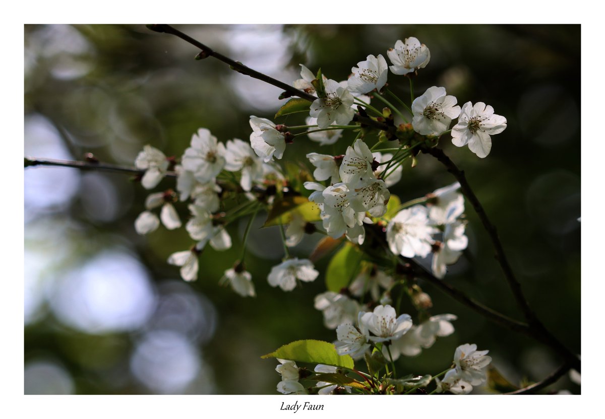 Cerisier sauvage en Brocéliande.