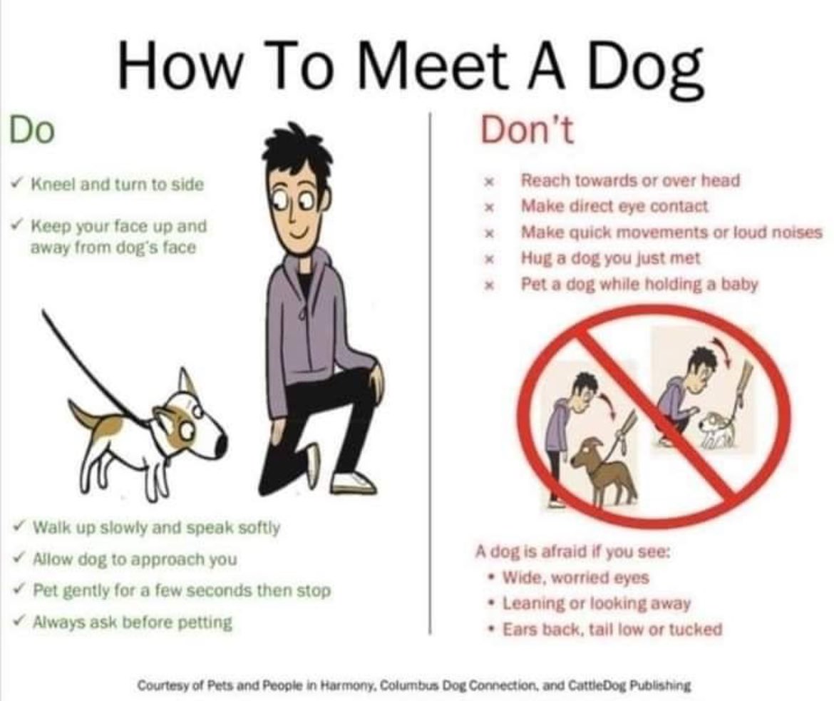 Helpful tips when meeting a dog:

🐕 Avoid petting a dog you don’t know
🐕 Always ask the human for consent
🐕 Wait for the dog to approach 

Never invade a dog’s space,make quick movements or loud noises which may startle

📸: Pets and People in Harmony

#DogBitePreventionWeek