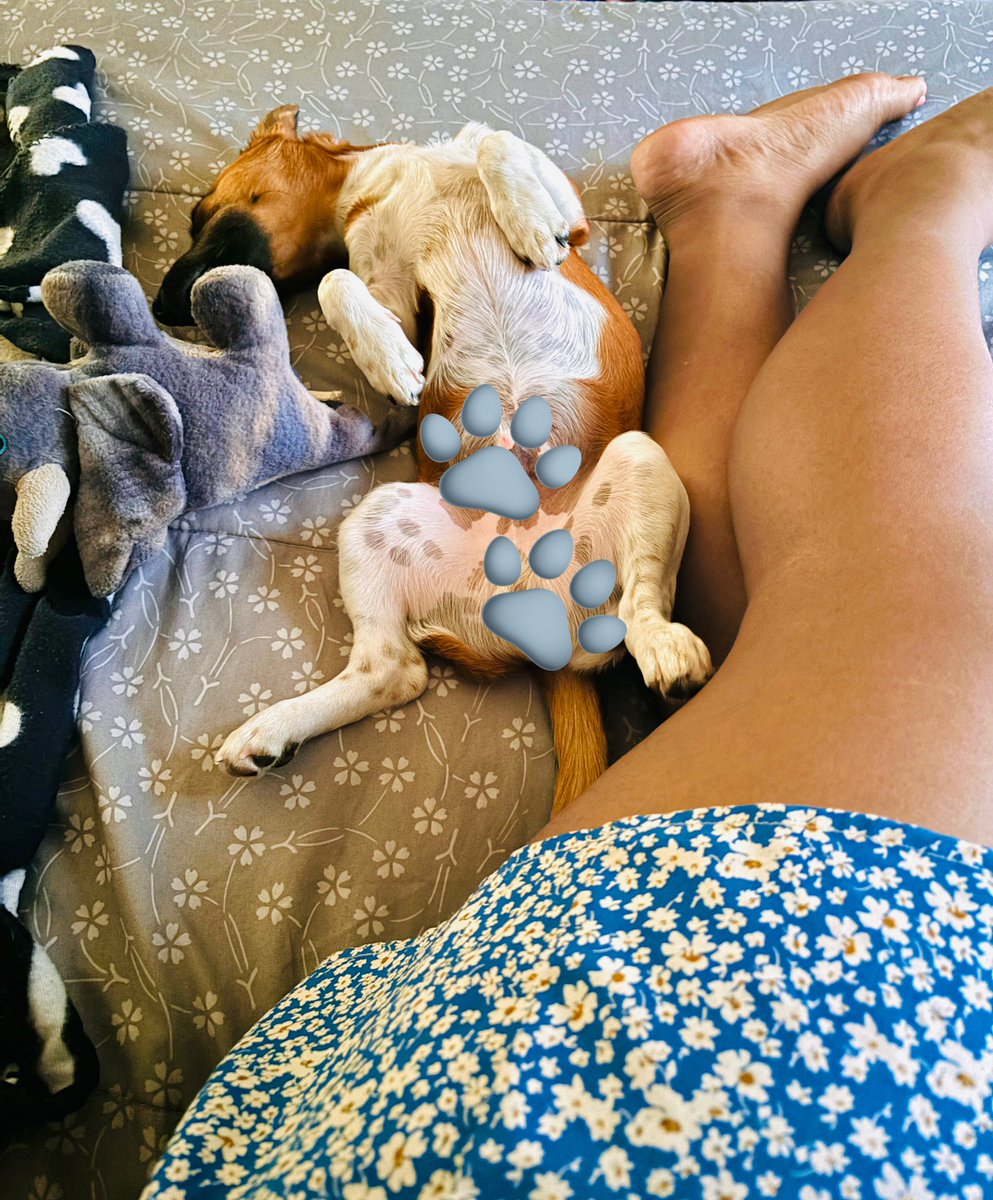 samjoosteza's tweet photo. Magies vol... 👑🐶🐾

#Sundayafternoonnap
#PrinceJack https://t.co/SP5Sqxt39K