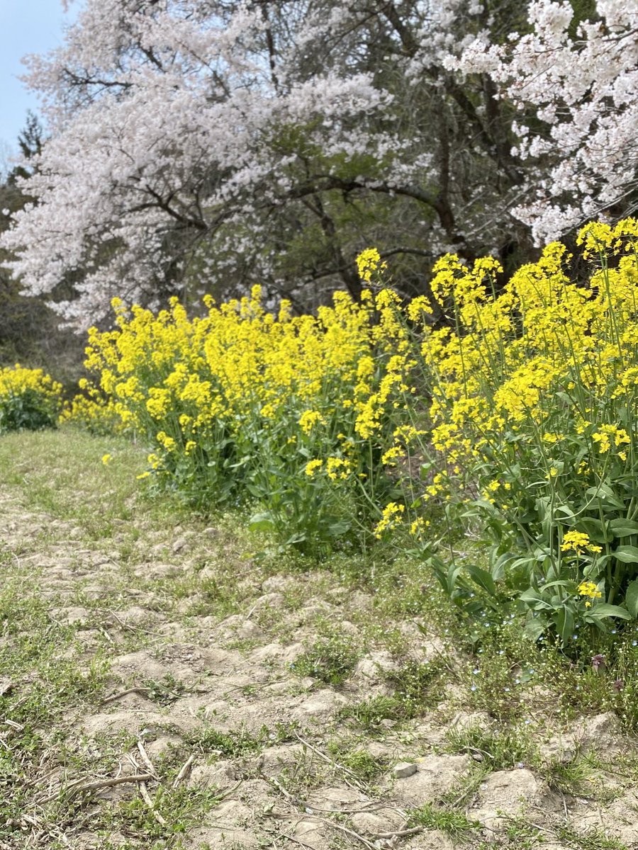 InteCode's tweet image. 家族3人で花見をしてきました✨
桜のピンクと菜の花の黄色がとても春らしい場所でした😌