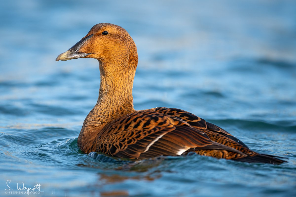 #FromTheArchives: Fondly recalling my encounter this beautiful female Common Eider.

L'Etete, #NewBrunswick, Canada
December 2020

#duck #COEI #nature #wildlife #photography #naturephotography #wildlifephotography #Nikon #D850 #Sigma500f4