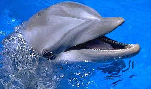 Today is National Dolphin Day! 🐬
#nationaldolphinday #dolphinday