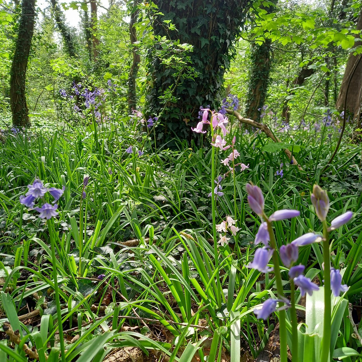 Nothing lovelier 💜 #Bluebells #HyacinthoidesNonScripta #SundayVibes