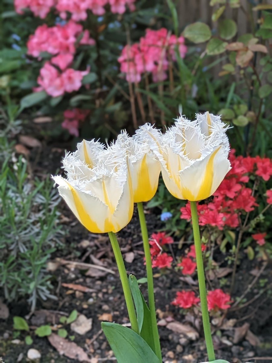 Busy in my garden. The spring flowers, apple blossom and lilac are beautiful. However you are spending your weekend, I hope you have time to relax and recharge. ❤️