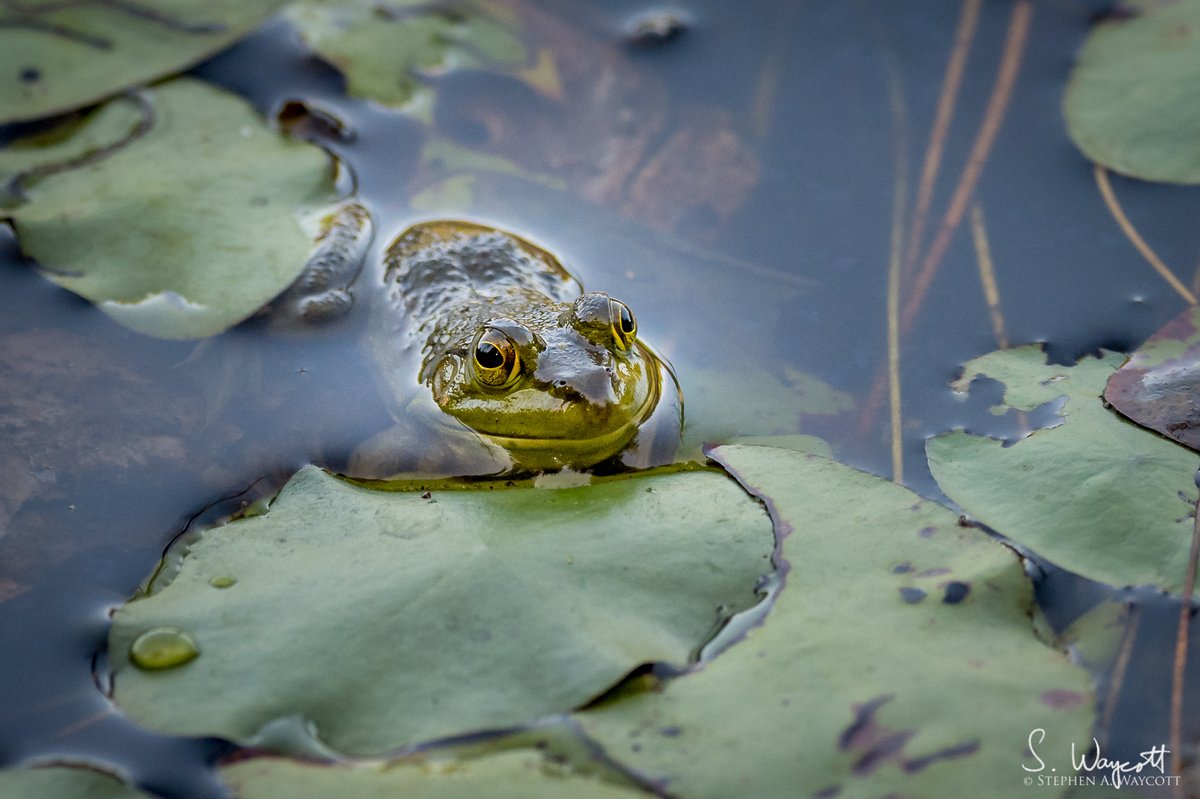 Came across this smallish American Bullfrog last summer.

Mactaquac, #NewBrunswick, Canada
August 2023

#frog #nature #wildlife #photography #naturephotography #wildlifephotography #Nikon #Z9 #Sigma500f4