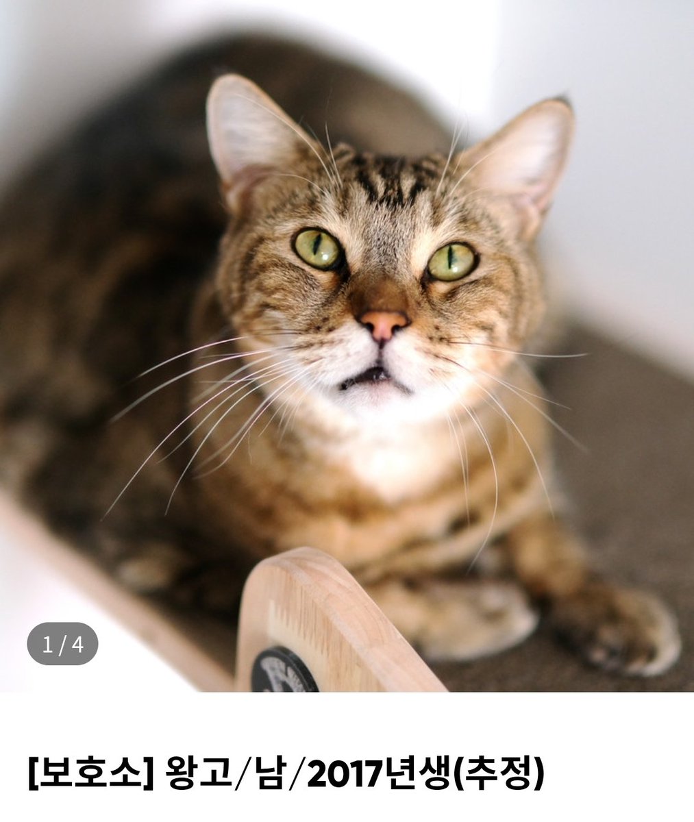 이번에 입양 공고 올라온 아이들!!!!
가족찾는 아이들 보러가기💚
nabiya.org/adoptable/?&pa…

#나비야사랑해_반고
#나비야사랑해_쇼랑
#나비야사랑해_복돌
#나비야사랑해_왕고
#사지말고입양하세요