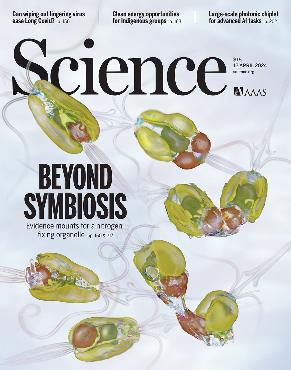 Creíamos que sólo procariotas podían fijar nitrógeno de la atmósfera. Y que otros organismos, como algas y plantas lo lograban por simbiosis con ellos.

Ahora descubrieron un alga que fija sola, gracias a un orgánulo, vestigio de una simbiosis pasada: el NITROPLASTO.
