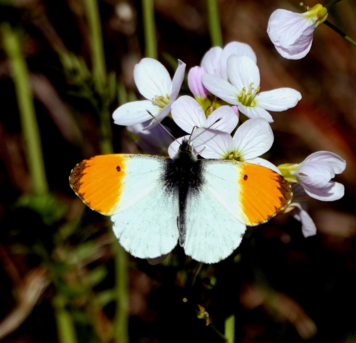 I saw my first Lesser Whitethroat of the year at Sker this morning and my first Sedge Warbler at Kenfig Pool as well as a very smart male Orange Tip. Pretty quiet otherwise.