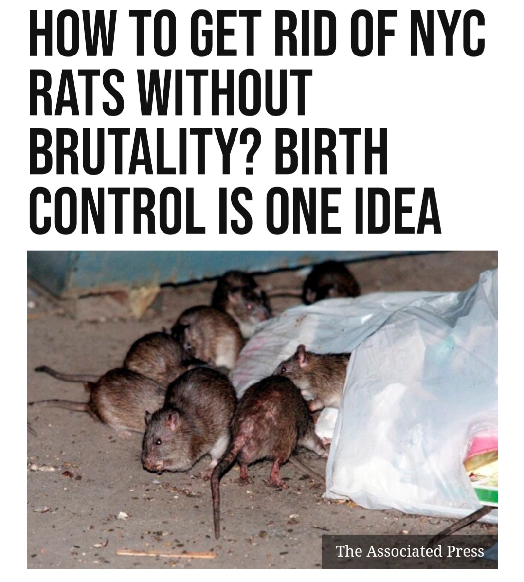 New York is considering more 'humane' ways of reducing its rat population. So instead of lethal poison, they want to scatter contraceptives for the vermin to consume. What could possibly go wrong?