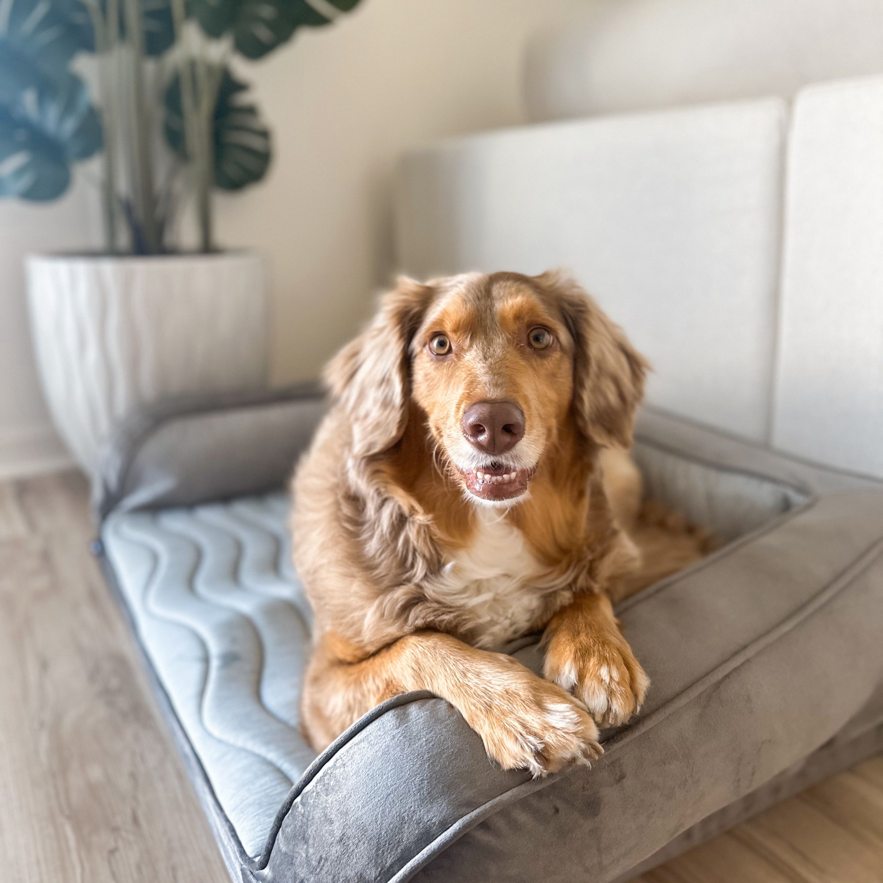Paw on X Our NEW PupChill Cooling Bed is crafted with 3 types of revolutionary cooling technology Cool to the touch fabric Cooling gel woven into the cover Cooling gel memory foam