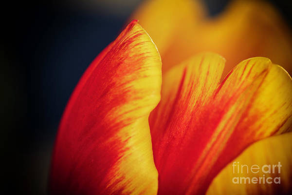 Happy Spring - fineartamerica.com/featured/ode-t… #spring #tulips #flowers #peace #BuyIntoArt