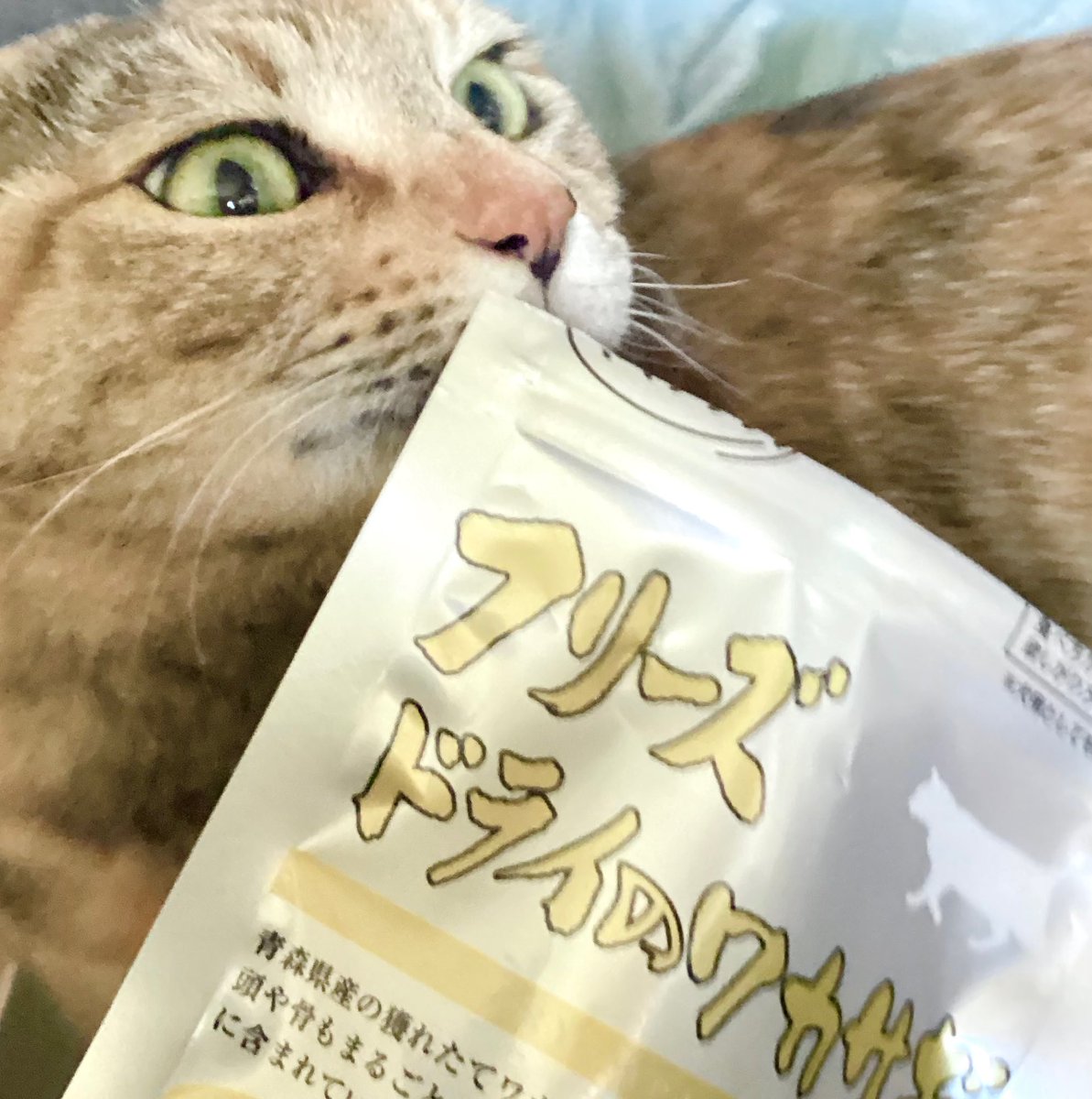 Sora170724's tweet photo. ［Instagram当選］#当選品 #ママクック #mamacook 
ママクック株式会社様の、春の新商品ワカサギプレゼント企画に当選して、フリーズドライのワカサギ猫用10g を頂きました。青森県産ワカサギだそうです¨̮ https://t.co/ZMfEs8FmXJ