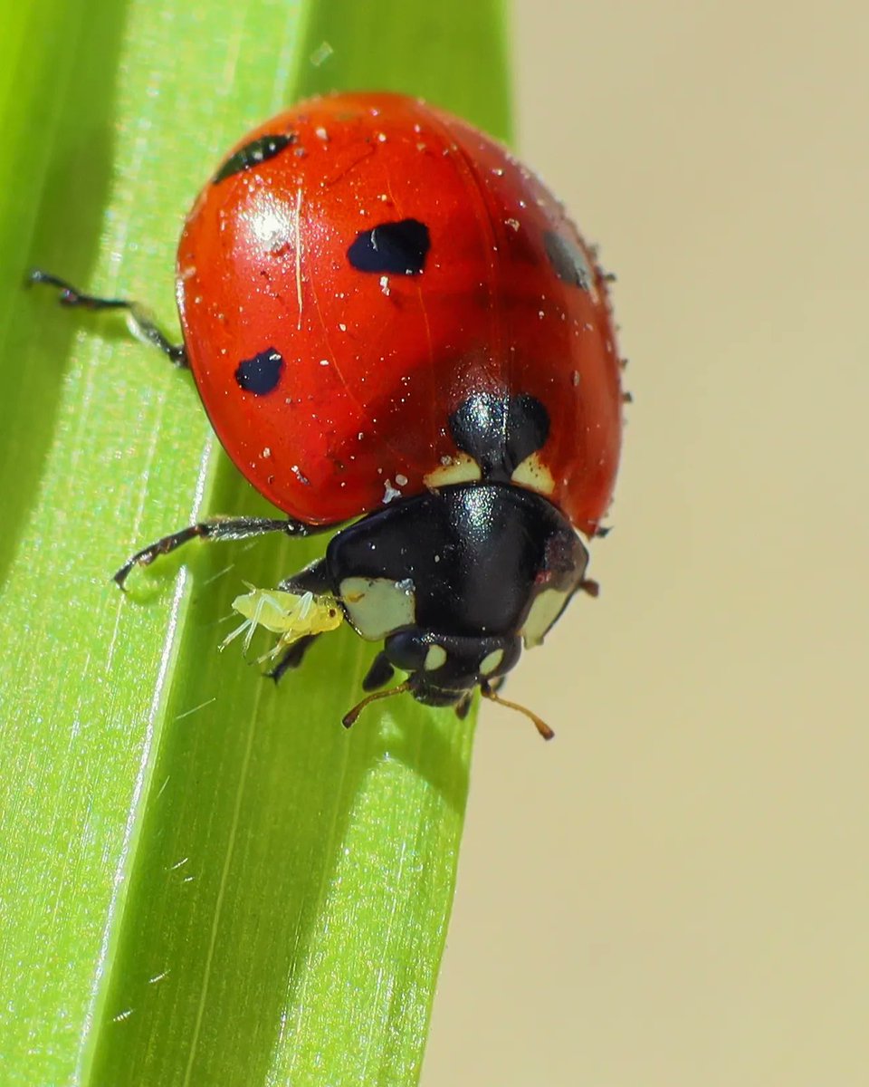 Seven-spot ladybird and an aphids #macrophotography #ladybug