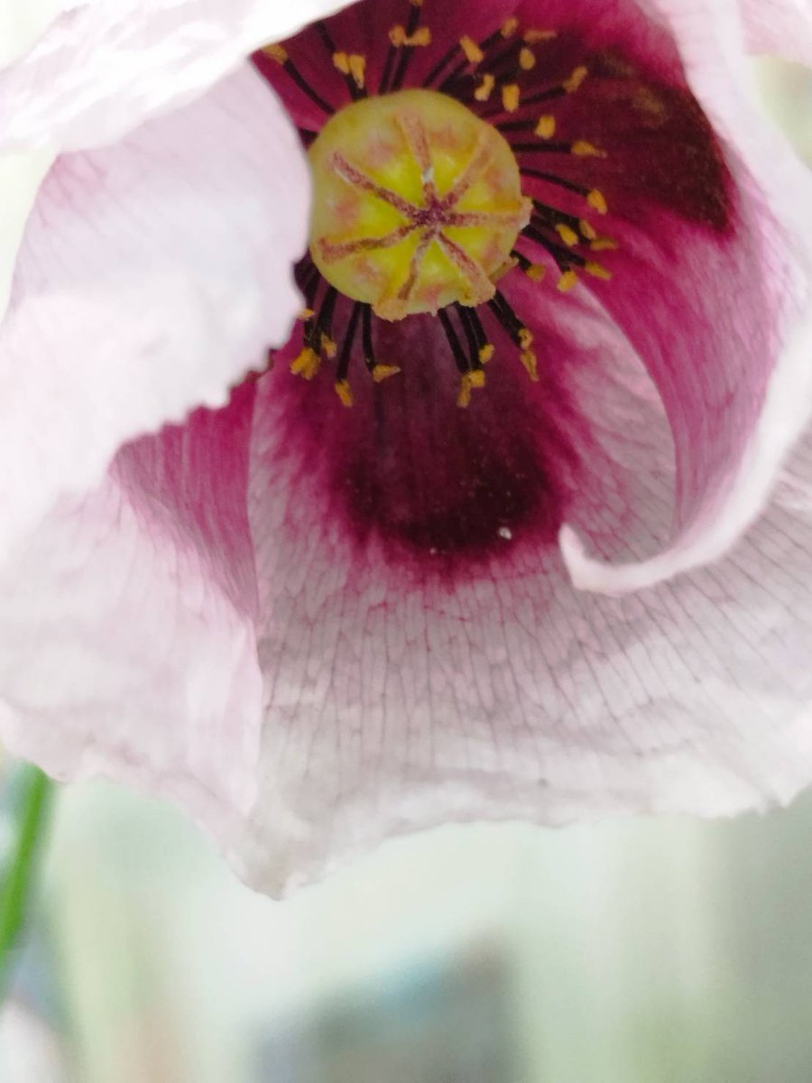 amasone908's tweet photo. 道端に綺麗な花割いてるわ～って親と見てたらアツミゲシっていうヤバい芥子の花で交番に駆け込んだ https://t.co/BrOIeWgKa8