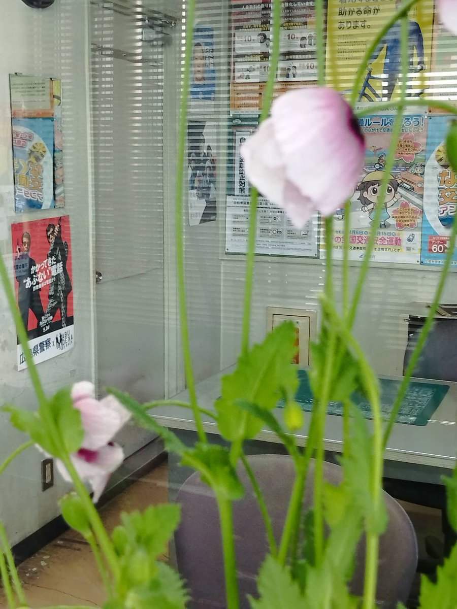 amasone908's tweet photo. 道端に綺麗な花割いてるわ～って親と見てたらアツミゲシっていうヤバい芥子の花で交番に駆け込んだ https://t.co/BrOIeWgKa8