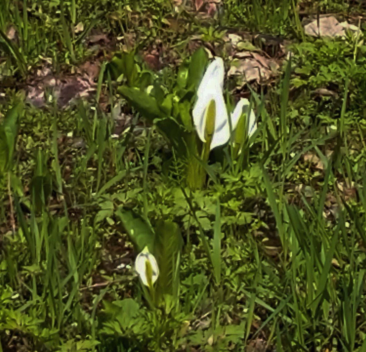 SogetsuYukyo6w6's tweet photo. 【ミズバショウ / Lysichiton camtschatcensis Schott】

桜の咲く季節、ミズバショウの花も開花。
白く美しいこの花…、英名はSkunk cabbage。
その名の通り、実は臭い。w

#Japan
#Lysichitoncamtschatcensis
#Skunkcabbage
#日本
#自然観察
#ミズバショウ https://t.co/OlLD3aOuR2