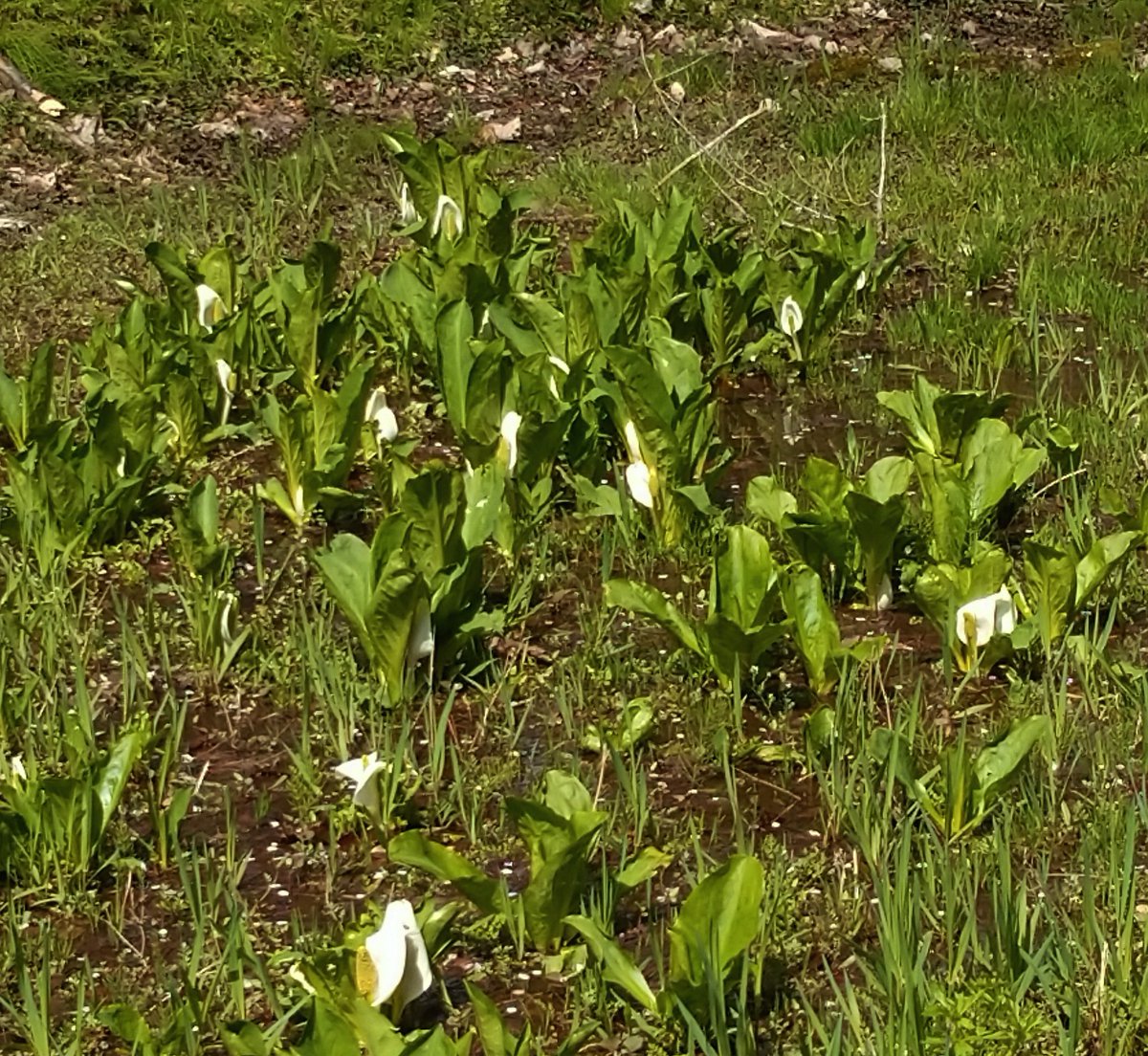 SogetsuYukyo6w6's tweet photo. 【ミズバショウ / Lysichiton camtschatcensis Schott】

桜の咲く季節、ミズバショウの花も開花。
白く美しいこの花…、英名はSkunk cabbage。
その名の通り、実は臭い。w

#Japan
#Lysichitoncamtschatcensis
#Skunkcabbage
#日本
#自然観察
#ミズバショウ https://t.co/OlLD3aOuR2