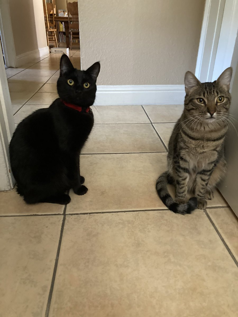 MrsPowellsBooks's tweet photo. #5amwriting today due to middle of the night cat shenanigans. Let’s hope it makes a cute picture book. #kidlit 🥱 https://t.co/U4B9qwwAoo