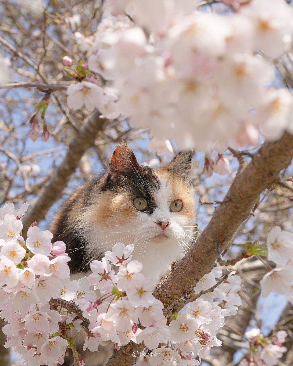 開花状況を入念にチェック🐈

#猫好きさんと繋がりたい #nekoclub #猫 #cat #ねこ #猫好きさんとつながりたい #猫写真 #CatsOfTwitter #貓
