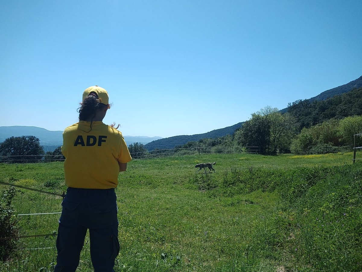 ADF212Gualba's tweet photo. Diuen que les muntanyes ténen ulls, quins millors ulls que els del voluntariat compromès amb la defensa del territori!

@sfadfcat 
@gualbainfo 
@montseny https://t.co/7F2GMl7Jhj