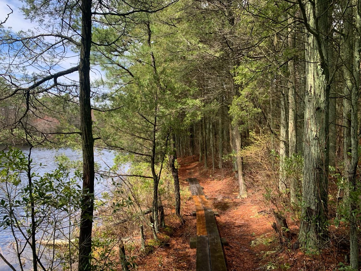 nj_pinelands's tweet photo. Enjoy your #Sunday in the New Jersey #Pinelands, wherever the trail takes you. Looks like it’ll be a nice, sunny day🌞🥾 … Who’s excited? 🙋🏽‍♂️

📷: Joel Mott, Pinelands Commission Public Programs Specialist 

#hike #sunday #hiking #pinebarrens #njstateparks #nature #trees #cedars https://t.co/oLyZHIZbfu