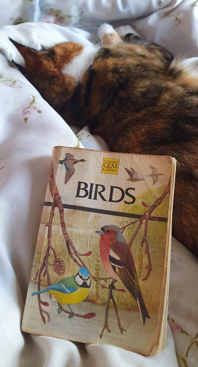 Who remembers this little bird book? 🐦😍 It was one of my first, I've had it for over 40 years! 😯 Please show me your favourite bird books from your youth in the thread. 😀🐦❤️