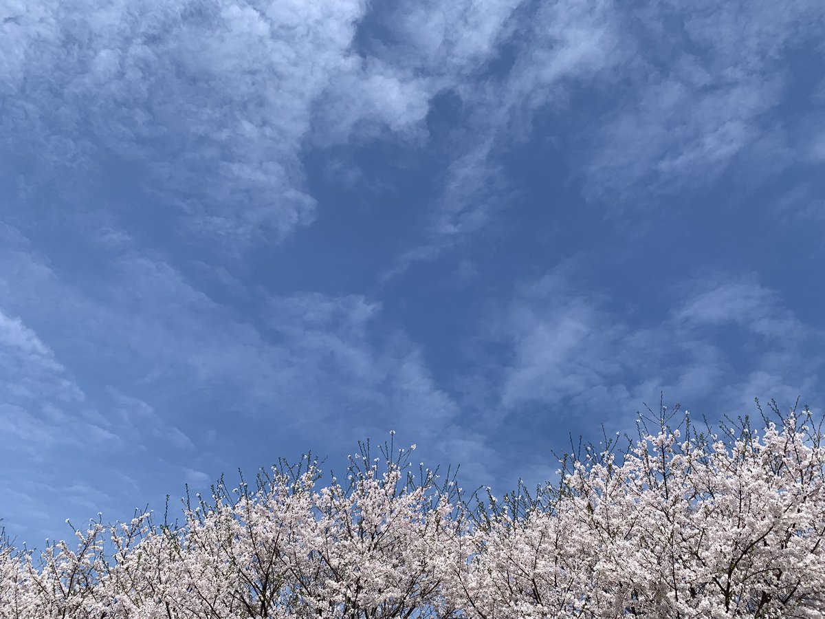 Last week was Sakura-Season in Japan. 花見🌸2023