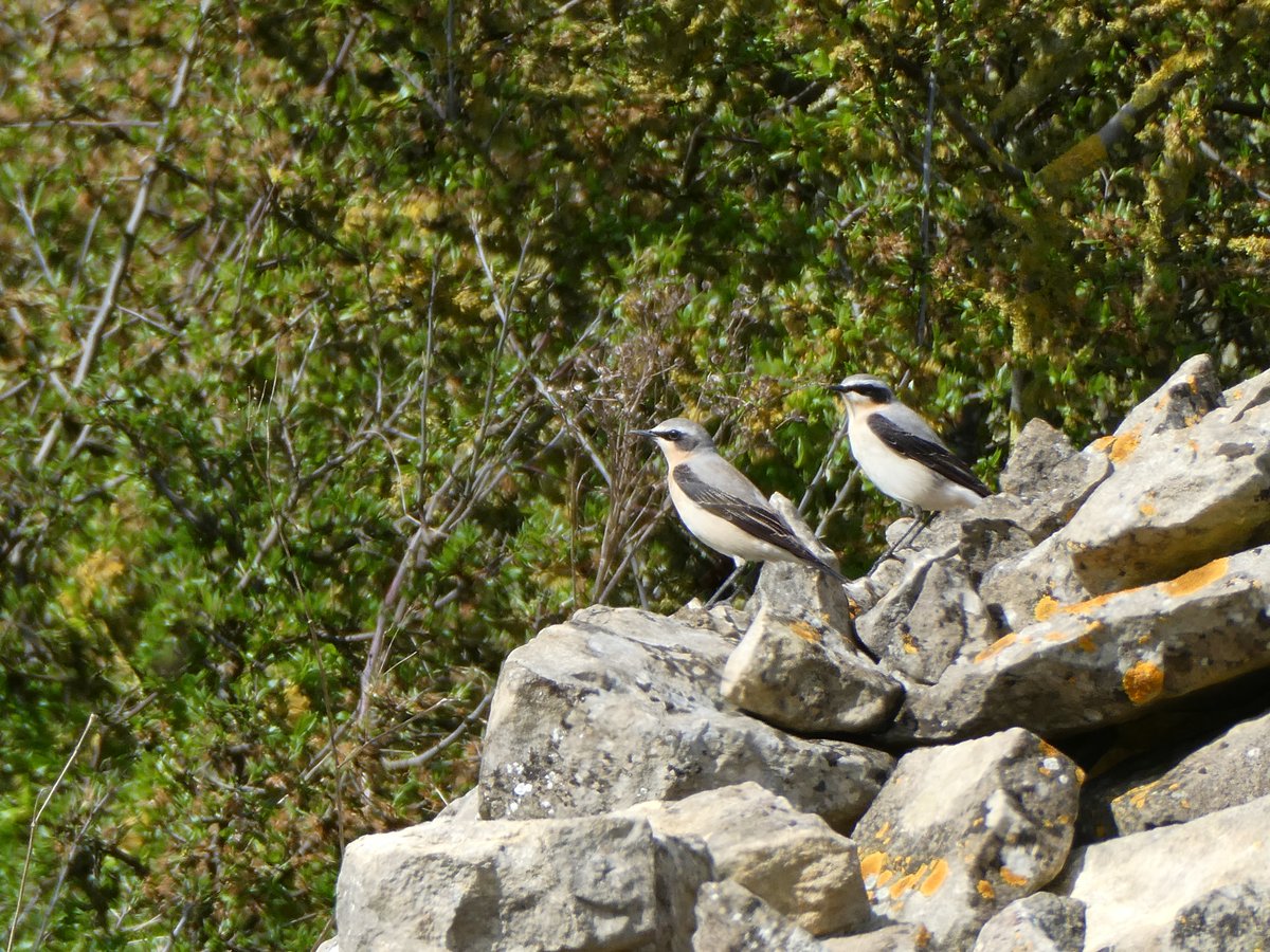 19 Wheatears this morning, Barkston, Lincs. (probably many more in the area). @SLArchive @Lincsbirding