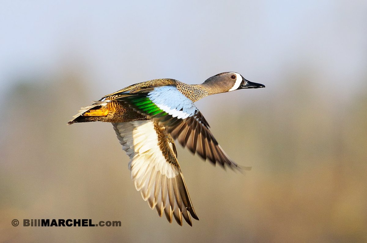 Male Blue-winged Teal possess three distinguishing plumage characteristics. One, a crescent-moon in front of the eye, two, colorful blue shoulder patches, and three, iridescent green speculum (secondary wing feathers behind the blue feathers).