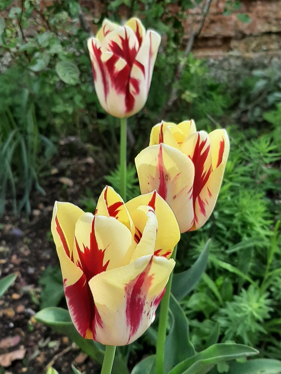 Tulips at Mottisfont 😁
