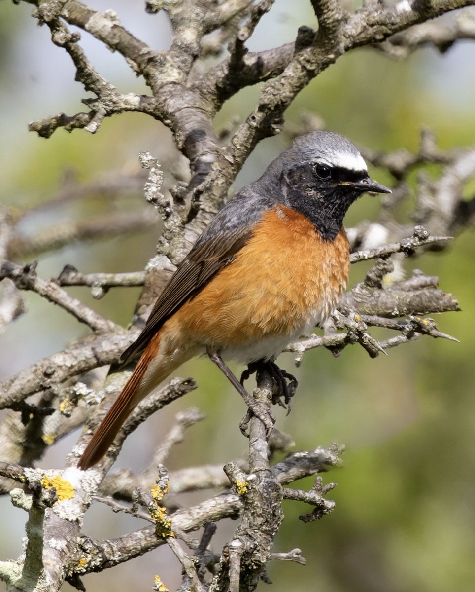 A fine male Redstart at Boldon Flats this morning.