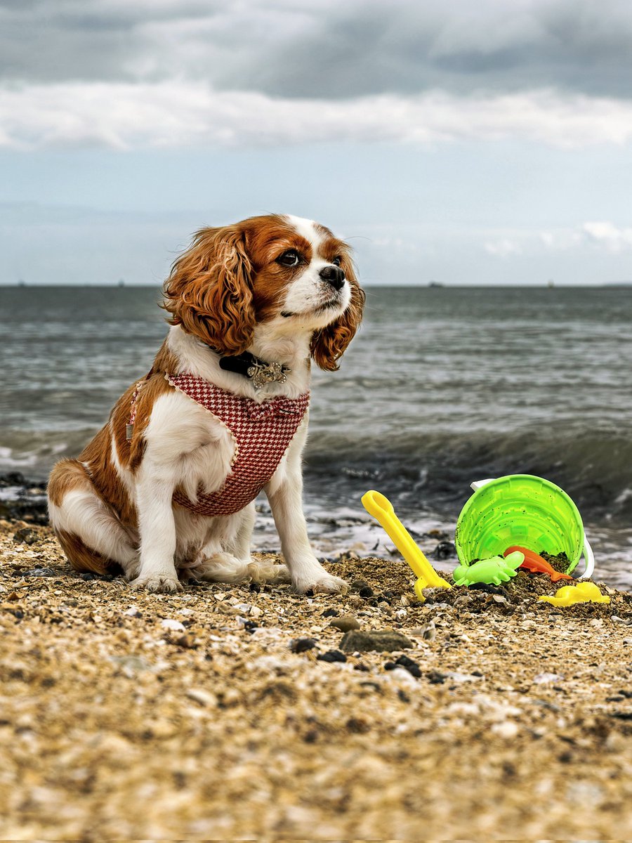 watkinsonphoto's tweet photo. Remembering dear beautiful Maggie ❤️ Even though she was in heart failure, she had a heartbeat and was used for profit on a puppy farm 💔 Don't forget, the world is a dangerous place because people watch and remain silent.
#adoptdontshop
#adoptarescue
End the #greedbreeding 🙏 https://t.co/QMj4Clr2hG